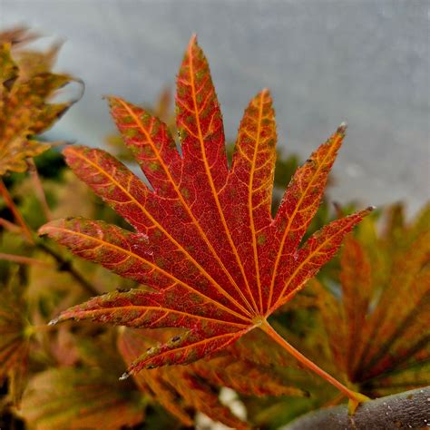 Acer japonicum F. Nakai - The Maple Nursery