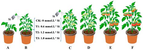 Improvements in the Appearance and Nutritional Quality of Tomato Fruits Resulting from Foliar ...