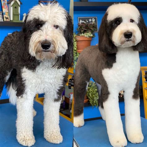 Sheepadoodle haircut styles before and after grooming photos – Artofit