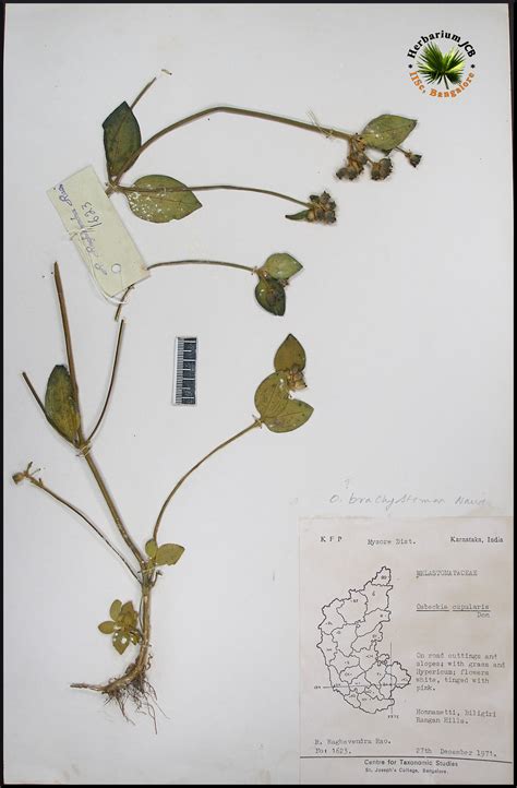 Herbarium JCB