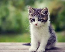 Image result for Most Adorable Kittens