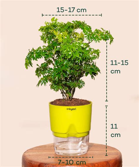 Buy Aralia Green Plant with Self Watering Pot | Kyari – Kyari.co