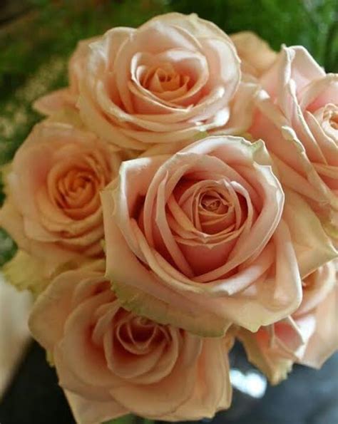 Peach Perfection: 10 Beautiful Peach Roses in a Bunch