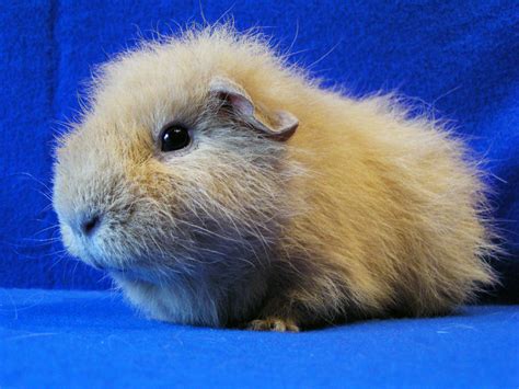All types of Guinea Pig breeds described and help to determine them