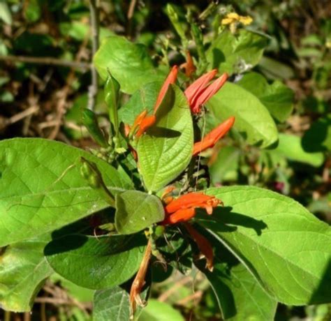 ¿Conoces los beneficios del muicle? Es la planta medicinal más ...