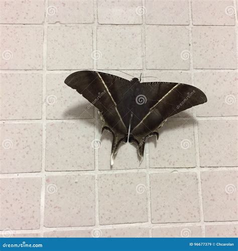 Black moths stock image. Image of black, insect, moths - 96677379