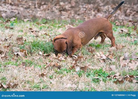 Wiener / Dachshund Dog on the Hunt Stock Image - Image of field ...