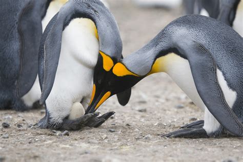 Do Penguins Have Knees?