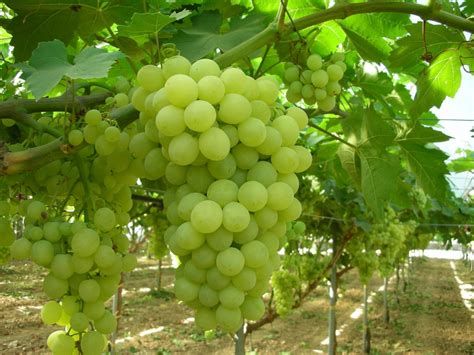 Thompson Seedless Grape Vine | eBay UK