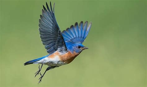 Image result for Identifying Bird Poop