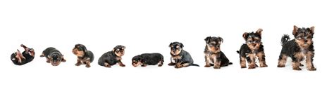 Yorkshire Terrier Weight Chart How To Care For Yorkshire Terriers