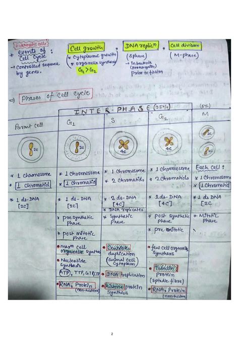 Cell Cycle and Division Notes 的图像结果