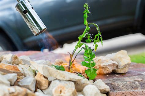 5 Homemade Weed Killers That Really Work