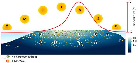 Influence of Irradiance and Temperature on the Virus MpoV-45T Infecting ...