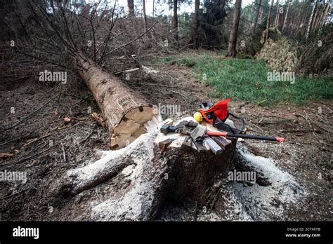 Image result for Tree Felling Tools Equipment