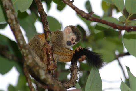 Costa Rica Insights: Squirrel Monkey or Mono Titi (in Spanish)….. We´re ...