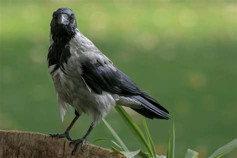 Crow Behavior Photos, Download The BEST Free Crow Behavior Stock Photos & HD Images