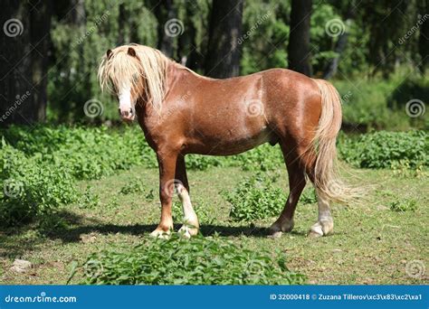 Beautiful Welsh Mountain Pony Stallion on Pasturage Stock Photo - Image ...