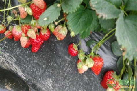 草莓籽怎么种植方法？ - 惠农网