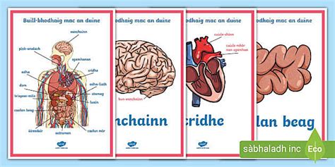 Buill-bhodhaig Mac an Duine Postairean-taisbeanaidh - Twinkl