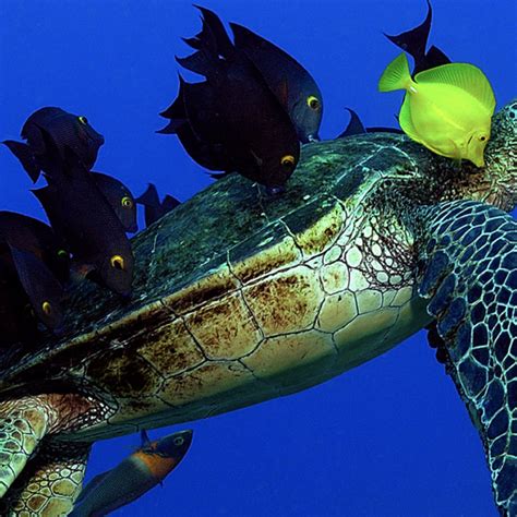 Medina Palms | Watamu Turtle Sanctuary