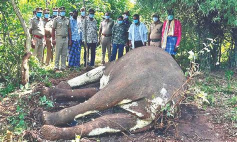 Wild elephant found dead with injuries in Krishnagiri district