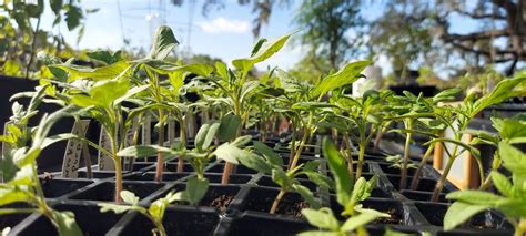 Its Planting Party Season Again!, 664 Golf & Sea Blvd, Apollo Beach, FL ...