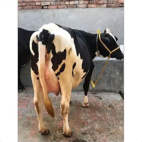 Top Breed HF Cow Supplier, Trader in Karnal, Haryana
