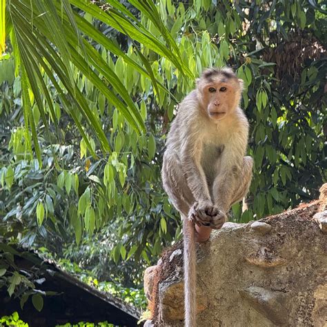 JUNGLE BOOK (Kulem) - Guesthouse Reviews, Photos, Rate Comparison ...