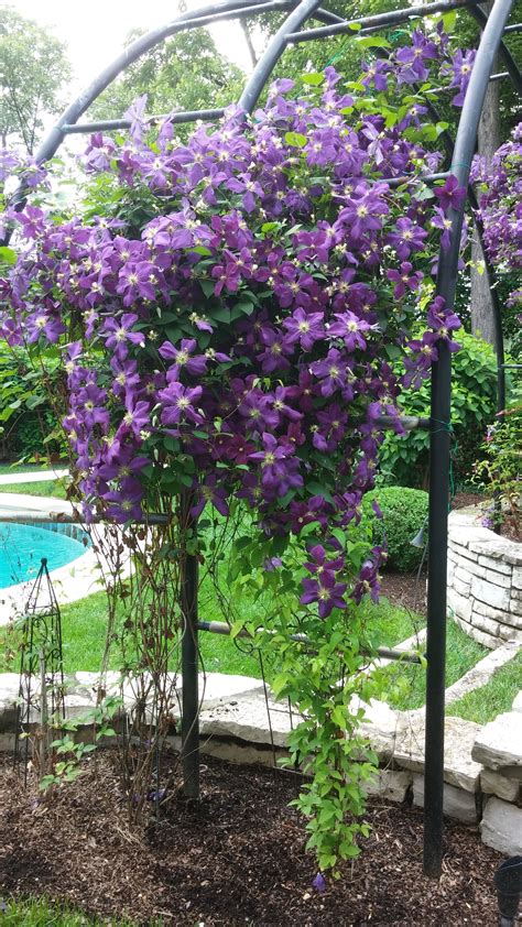 Purple Clematis Jackmanii climbing a trellis - an attractive way to ...