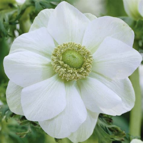 White Anemone Plant