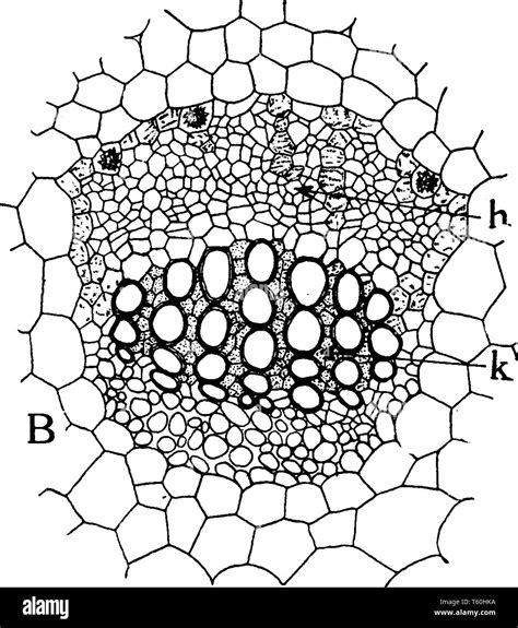 Vascular Bundle Labelled