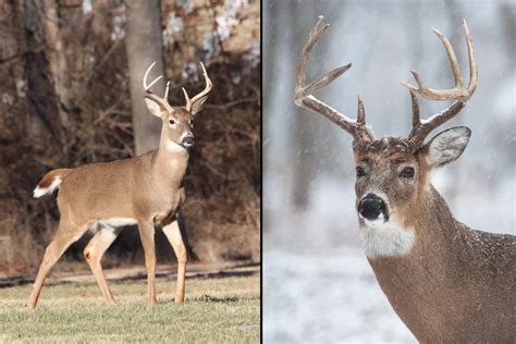 10 Point Whitetail Buck