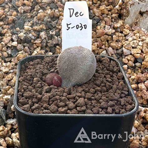 玉荷包天章｜Adromischus Marianae ‘Litchi‘ – Barry & John