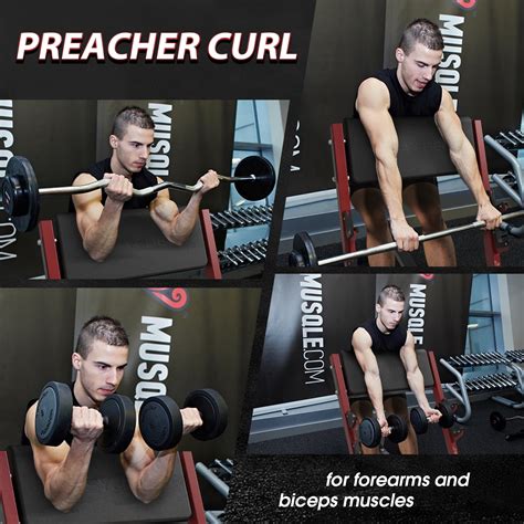 Barbell Preacher Curl