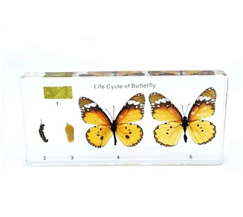 Lifecycle of a Butterfly in Resin Block Paperweight India | Ubuy