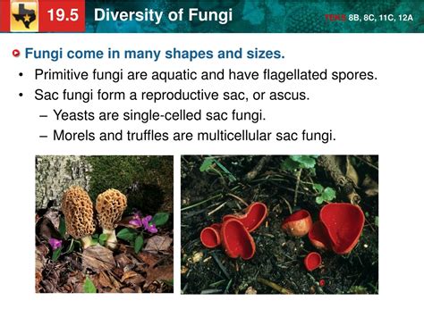PPT - KEY CONCEPT Fungi are heterotrophs that absorb their food ...