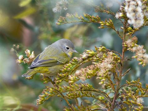 Nashville Warbler - eBird