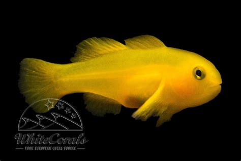 Gobiodon okinawae - Gelbe Korallengrundel - online kaufen