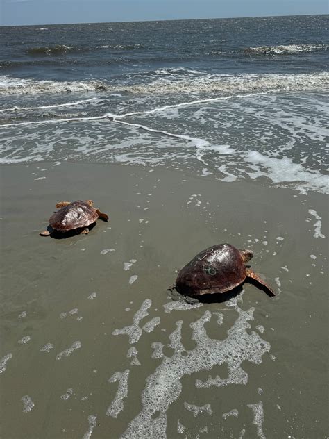 Aquarium releases sea turtles rescued from stranding on Cape Cod back ...