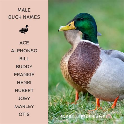 200+ Best Duck Names (Cute, Funny, and Quack-tastic) - Every Little Name