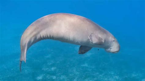 Viral video: Tamil Nadu fishermen rescue Olive Ridley turtle, dugong ...