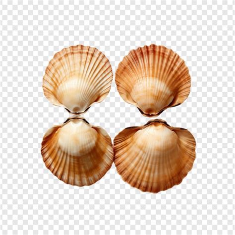 Image result for Shells without Backround