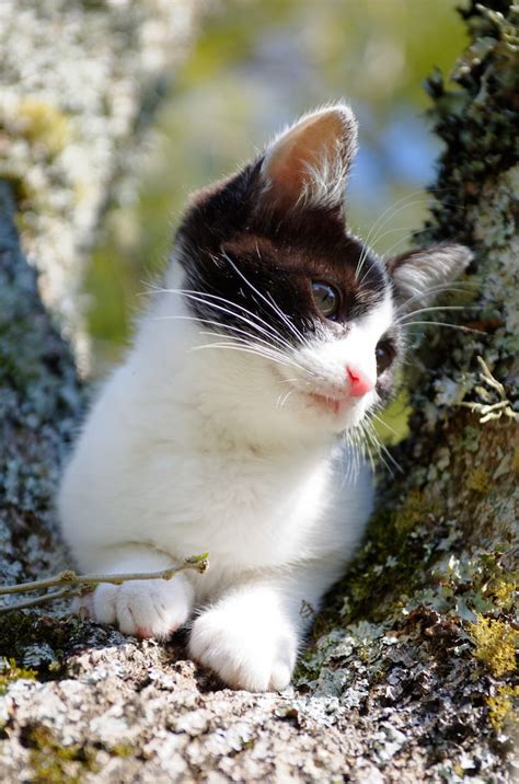 Cute cats jpg Images - Free Download on Freepik