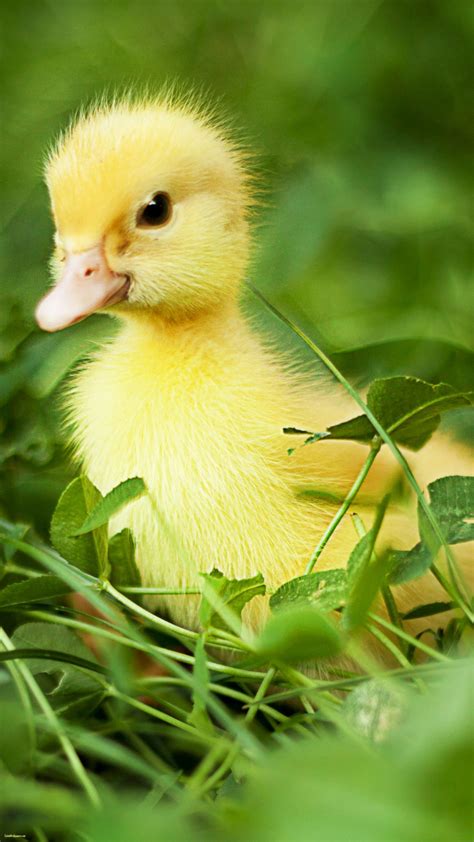 Cute Duck Wallpapers - Wallpaper Cave