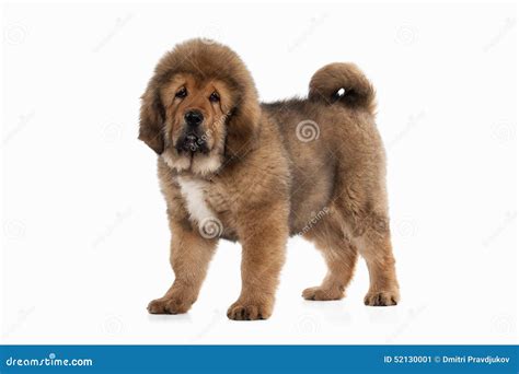 White Tibetan Mastiff