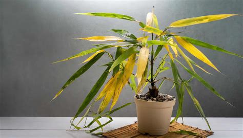 How To Care For Bamboo Plant Turning Yellow at Emma Rouse blog