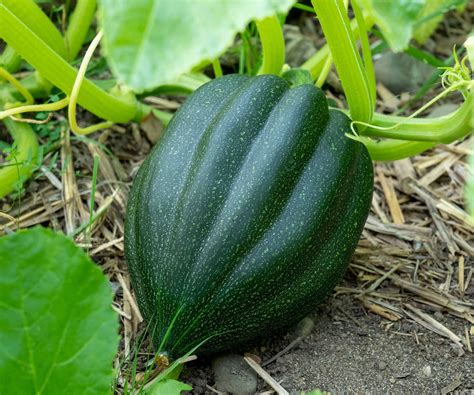 How to grow acorn squash - expert tips for a great crop | Homes and Gardens
