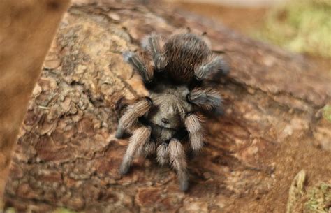 What Do Tarantulas Eat? - Budget Brothers Termite & Pest Control