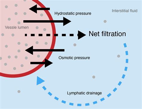 Osmotic Pressure Capillaries
